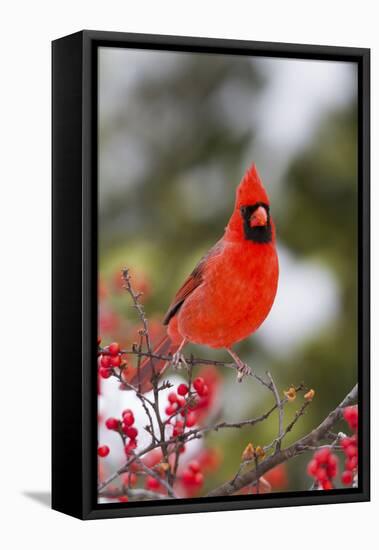 Northern Cardinal Male in Common Winterberry Bush in Winter, Marion County, Illinois-Richard and Susan Day-Framed Stretched Canvas