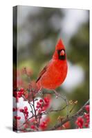 Northern Cardinal Male in Common Winterberry Bush in Winter, Marion County, Illinois-Richard and Susan Day-Stretched Canvas