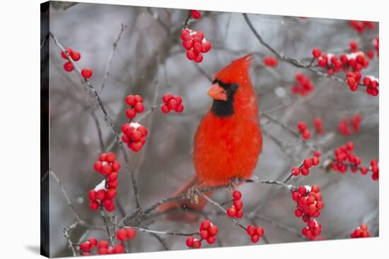 Northern Cardinal Male in Common Winterberry Bush in Winter, Marion County, Illinois-Richard and Susan Day-Stretched Canvas