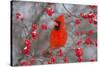 Northern Cardinal Male in Common Winterberry Bush in Winter, Marion County, Illinois-Richard and Susan Day-Stretched Canvas