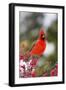 Northern Cardinal Male in Common Winterberry Bush in Winter, Marion County, Illinois-Richard and Susan Day-Framed Photographic Print