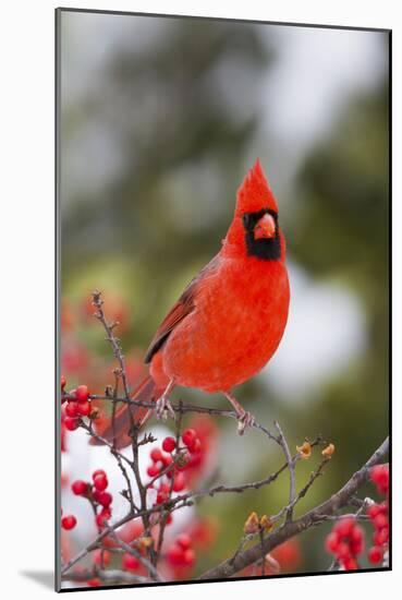 Northern Cardinal Male in Common Winterberry Bush in Winter, Marion County, Illinois-Richard and Susan Day-Mounted Photographic Print