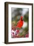 Northern Cardinal Male in Common Winterberry Bush in Winter, Marion County, Illinois-Richard and Susan Day-Framed Photographic Print