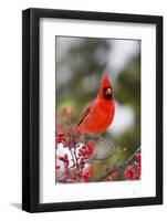 Northern Cardinal Male in Common Winterberry Bush in Winter, Marion County, Illinois-Richard and Susan Day-Framed Photographic Print