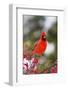 Northern Cardinal Male in Common Winterberry Bush in Winter, Marion County, Illinois-Richard and Susan Day-Framed Photographic Print