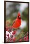 Northern Cardinal Male in Common Winterberry Bush in Winter, Marion County, Illinois-Richard and Susan Day-Framed Photographic Print