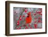 Northern Cardinal Male in Common Winterberry Bush in Winter, Marion County, Illinois-Richard and Susan Day-Framed Photographic Print