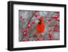 Northern Cardinal Male in Common Winterberry Bush in Winter, Marion County, Illinois-Richard and Susan Day-Framed Photographic Print