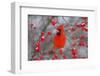 Northern Cardinal Male in Common Winterberry Bush in Winter, Marion County, Illinois-Richard and Susan Day-Framed Photographic Print