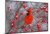 Northern Cardinal Male in Common Winterberry Bush in Winter, Marion County, Illinois-Richard and Susan Day-Mounted Photographic Print