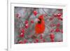 Northern Cardinal Male in Common Winterberry Bush in Winter, Marion County, Illinois-Richard and Susan Day-Framed Photographic Print