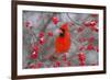 Northern Cardinal Male in Common Winterberry Bush in Winter, Marion County, Illinois-Richard and Susan Day-Framed Photographic Print