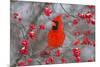 Northern Cardinal Male in Common Winterberry Bush in Winter, Marion County, Illinois-Richard and Susan Day-Mounted Photographic Print