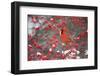 Northern Cardinal Male in Common Winterberry Bush in Winter, Marion County, Illinois-Richard and Susan Day-Framed Photographic Print