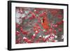 Northern Cardinal Male in Common Winterberry Bush in Winter, Marion County, Illinois-Richard and Susan Day-Framed Photographic Print