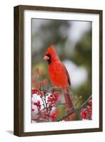 Northern Cardinal Male in Common Winterberry Bush in Winter, Marion County, Illinois-Richard and Susan Day-Framed Photographic Print