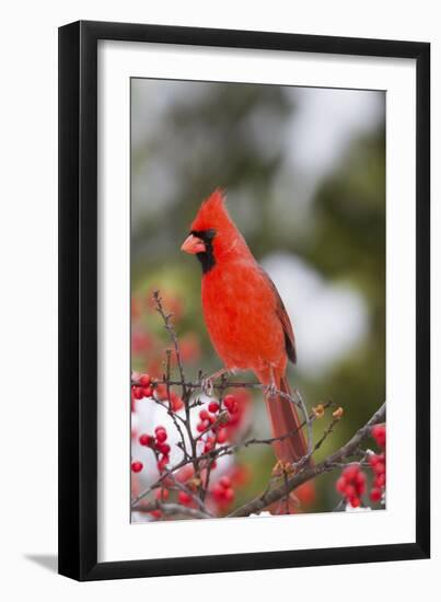 Northern Cardinal Male in Common Winterberry Bush in Winter, Marion County, Illinois-Richard and Susan Day-Framed Photographic Print