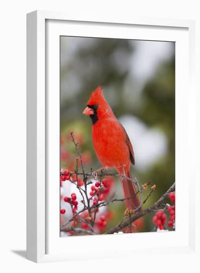 Northern Cardinal Male in Common Winterberry Bush in Winter, Marion County, Illinois-Richard and Susan Day-Framed Photographic Print