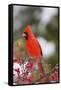 Northern Cardinal Male in Common Winterberry Bush in Winter, Marion County, Illinois-Richard and Susan Day-Framed Stretched Canvas