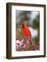 Northern Cardinal Male in Common Winterberry Bush in Winter, Marion County, Illinois-Richard and Susan Day-Framed Photographic Print