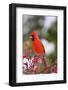 Northern Cardinal Male in Common Winterberry Bush in Winter, Marion County, Illinois-Richard and Susan Day-Framed Photographic Print