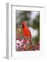 Northern Cardinal Male in Common Winterberry Bush in Winter, Marion County, Illinois-Richard and Susan Day-Framed Photographic Print