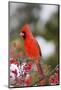 Northern Cardinal Male in Common Winterberry Bush in Winter, Marion County, Illinois-Richard and Susan Day-Mounted Photographic Print