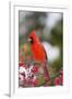 Northern Cardinal Male in Common Winterberry Bush in Winter, Marion County, Illinois-Richard and Susan Day-Framed Photographic Print