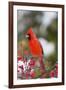 Northern Cardinal Male in Common Winterberry Bush in Winter, Marion County, Illinois-Richard and Susan Day-Framed Photographic Print