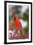 Northern Cardinal Male in Common Winterberry Bush in Winter, Marion County, Illinois-Richard and Susan Day-Framed Photographic Print