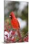 Northern Cardinal Male in Common Winterberry Bush in Winter, Marion County, Illinois-Richard and Susan Day-Mounted Photographic Print