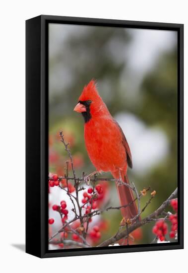 Northern Cardinal Male in Common Winterberry Bush in Winter, Marion County, Illinois-Richard and Susan Day-Framed Stretched Canvas