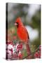 Northern Cardinal Male in Common Winterberry Bush in Winter, Marion County, Illinois-Richard and Susan Day-Stretched Canvas