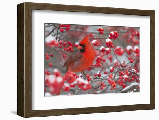 Northern Cardinal male in Common Winterberry bush in winter, Marion County, Illinois-Richard & Susan Day-Framed Photographic Print