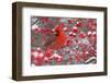 Northern Cardinal male in Common Winterberry bush in winter, Marion County, Illinois-Richard & Susan Day-Framed Photographic Print