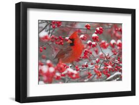 Northern Cardinal male in Common Winterberry bush in winter, Marion County, Illinois-Richard & Susan Day-Framed Photographic Print