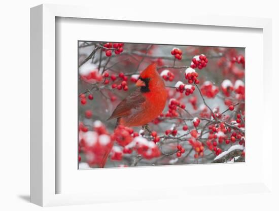 Northern Cardinal male in Common Winterberry bush in winter, Marion County, Illinois-Richard & Susan Day-Framed Photographic Print