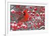 Northern Cardinal male in Common Winterberry bush in winter, Marion County, Illinois-Richard & Susan Day-Framed Photographic Print