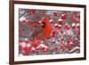 Northern Cardinal male in Common Winterberry bush in winter, Marion County, Illinois-Richard & Susan Day-Framed Photographic Print