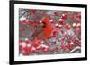 Northern Cardinal male in Common Winterberry bush in winter, Marion County, Illinois-Richard & Susan Day-Framed Photographic Print