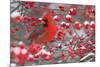 Northern Cardinal male in Common Winterberry bush in winter, Marion County, Illinois-Richard & Susan Day-Mounted Photographic Print