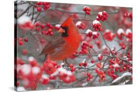 Northern Cardinal male in Common Winterberry bush in winter, Marion County, Illinois-Richard & Susan Day-Stretched Canvas