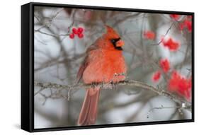 Northern Cardinal male in Common Winterberry bush in winter, Marion County, Illinois-Richard & Susan Day-Framed Stretched Canvas
