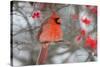 Northern Cardinal male in Common Winterberry bush in winter, Marion County, Illinois-Richard & Susan Day-Stretched Canvas