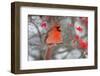 Northern Cardinal male in Common Winterberry bush in winter, Marion County, Illinois-Richard & Susan Day-Framed Photographic Print