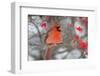 Northern Cardinal male in Common Winterberry bush in winter, Marion County, Illinois-Richard & Susan Day-Framed Photographic Print