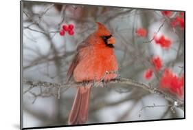 Northern Cardinal male in Common Winterberry bush in winter, Marion County, Illinois-Richard & Susan Day-Mounted Photographic Print