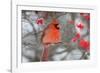 Northern Cardinal male in Common Winterberry bush in winter, Marion County, Illinois-Richard & Susan Day-Framed Photographic Print