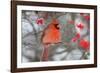 Northern Cardinal male in Common Winterberry bush in winter, Marion County, Illinois-Richard & Susan Day-Framed Photographic Print