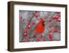 Northern Cardinal male in Common Winterberry bush in winter, Marion County, Illinois-Richard & Susan Day-Framed Photographic Print